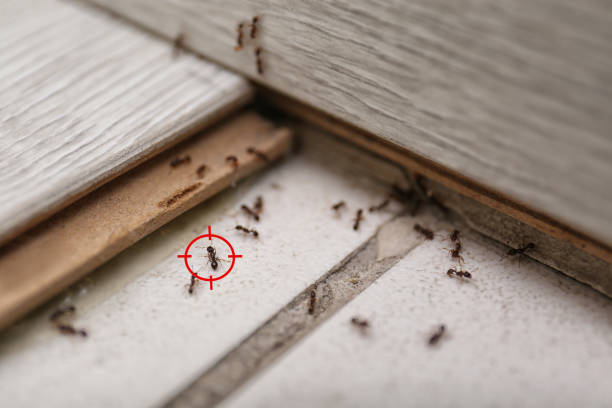 Pest Control Cost in Kissee Mills, MO