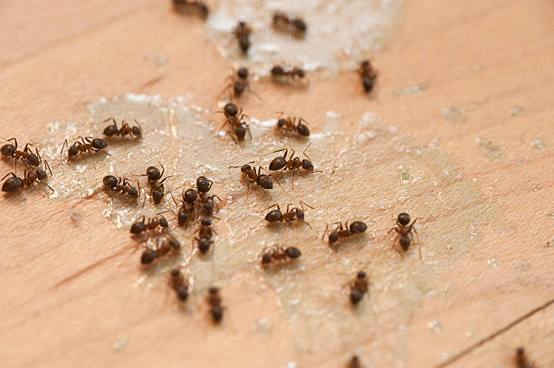 Best Pest Control Near Me in Kissee Mills, MO
